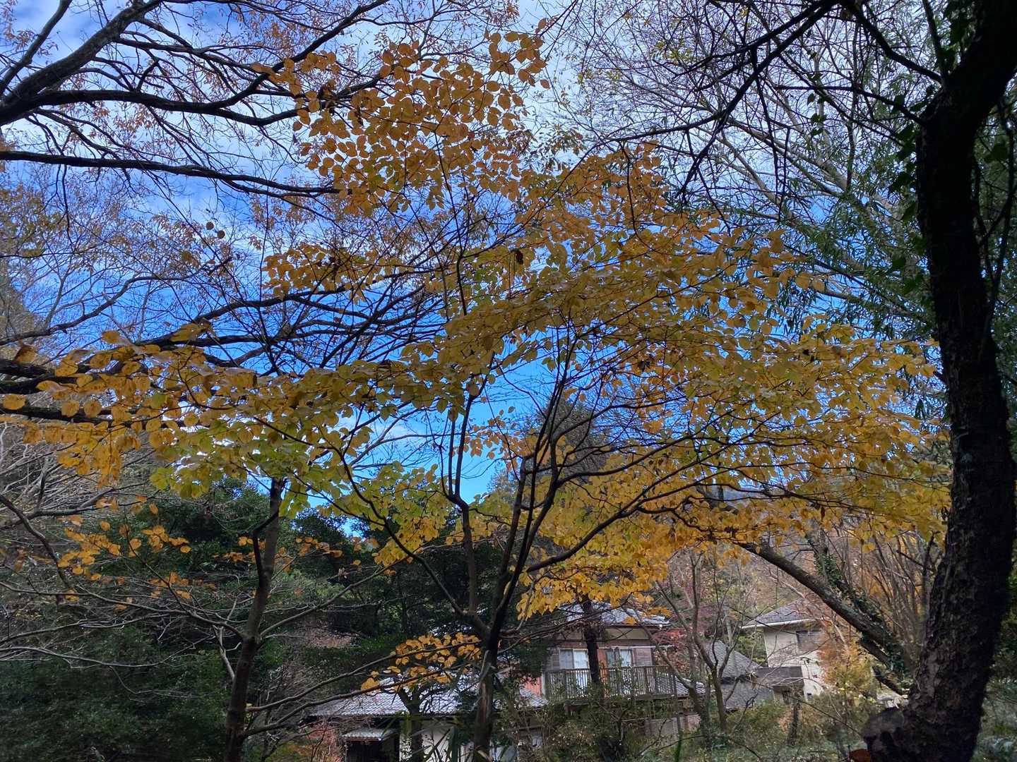 紅葉