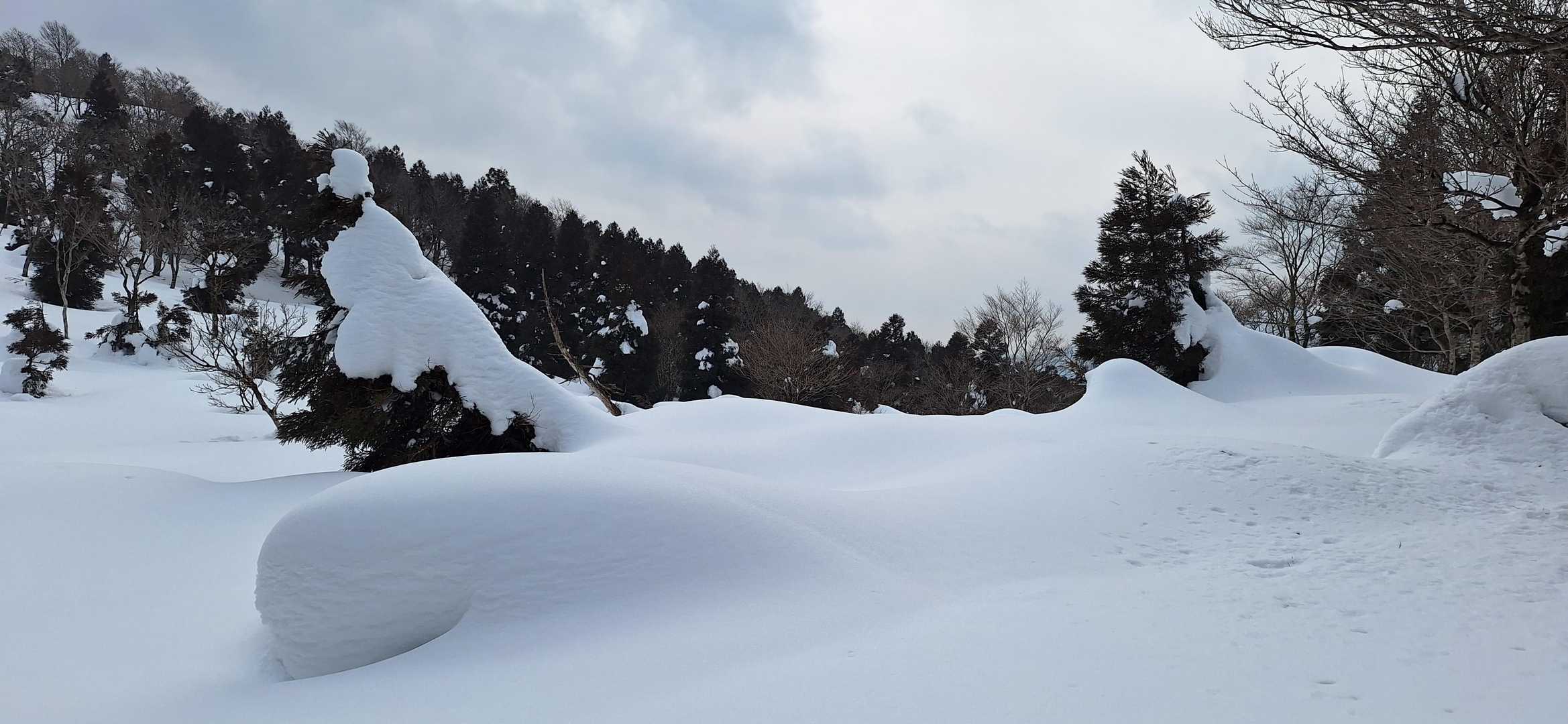 雪のコンディションは良く、見た目通りクリームそのものです✨