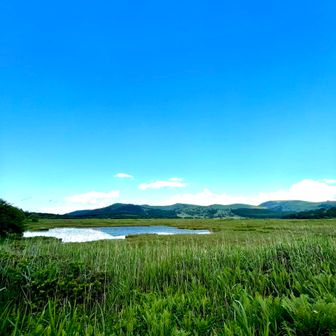 パープルリップス