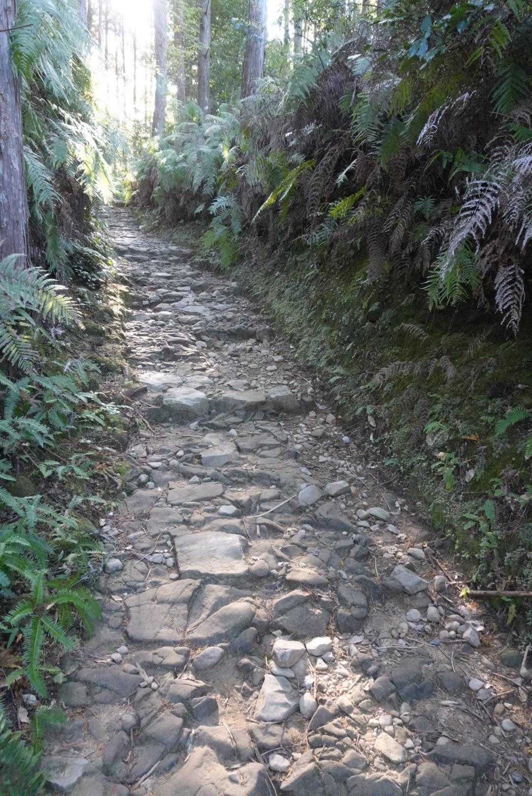 滝尻王子-不寝王子-剣ノ山-高原熊野神社-大門王子-十丈峠 縦走コースの写真