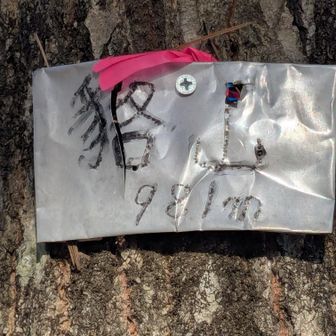 貉山(むじなやま)981m