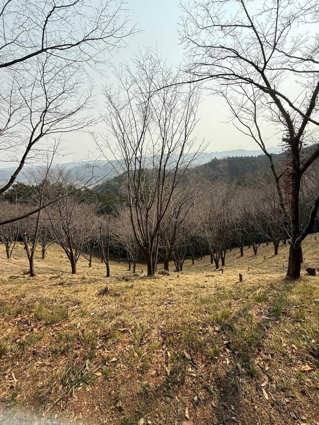 山桜は開花はまだのよう🌸
