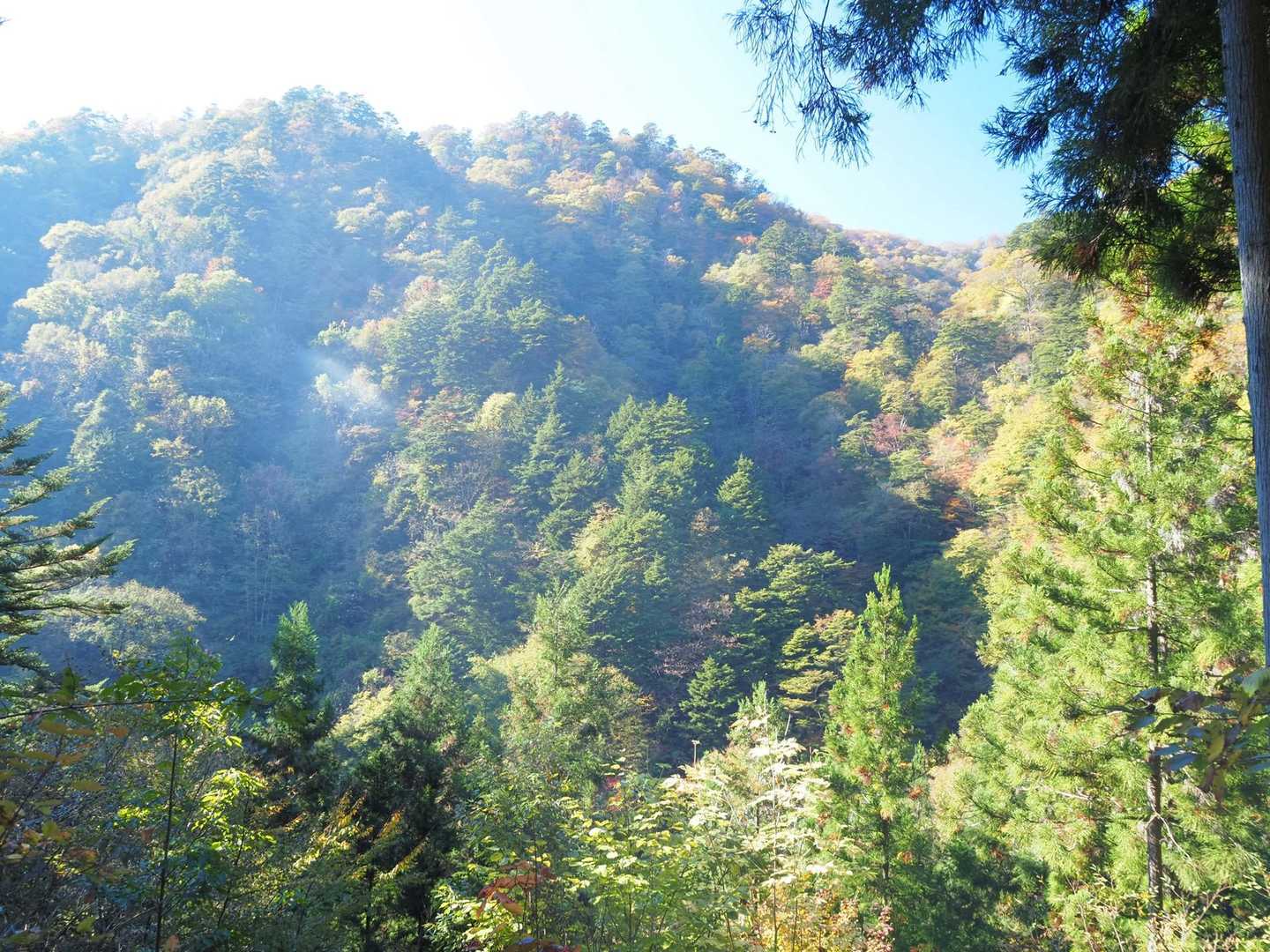 中腹の木々も色付いてきたかな