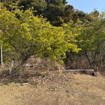 あちゃー🤷
すっかり葉桜😳