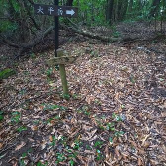 案内はダブル🪧