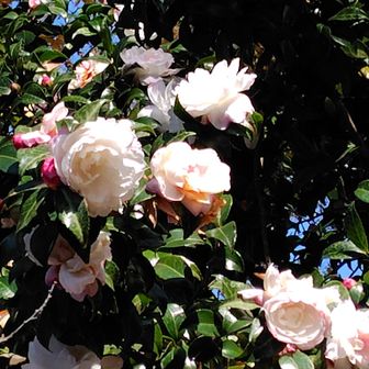 小町の館に戻ってきました。
白い椿がきれいですね✨️