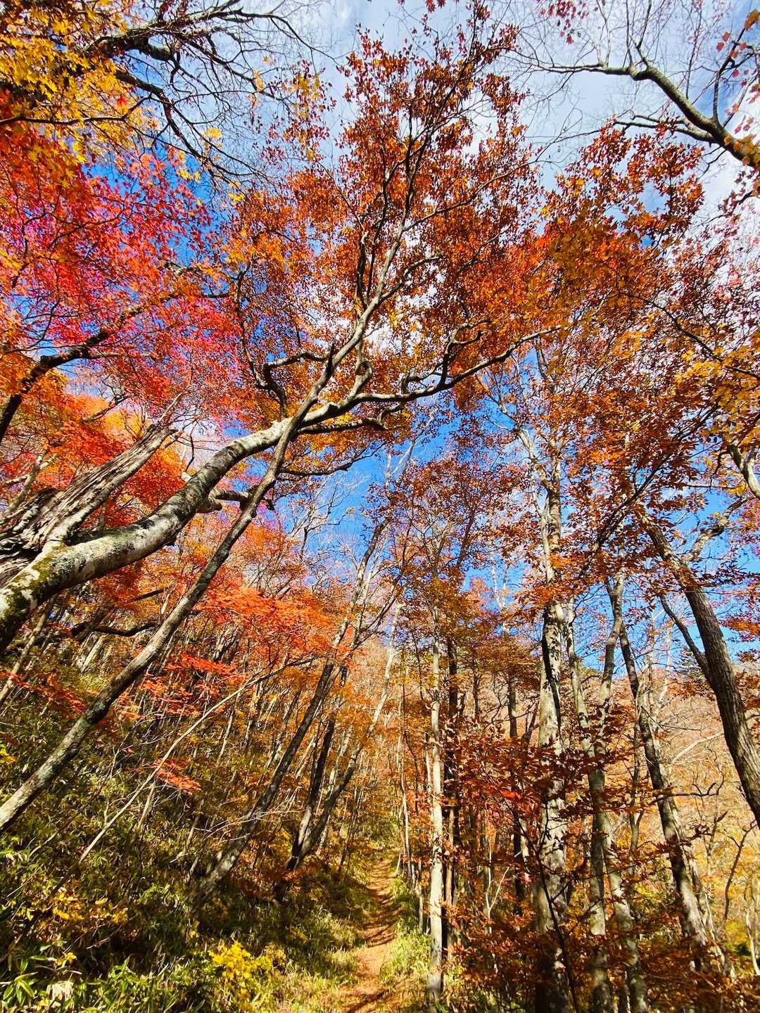 🍁