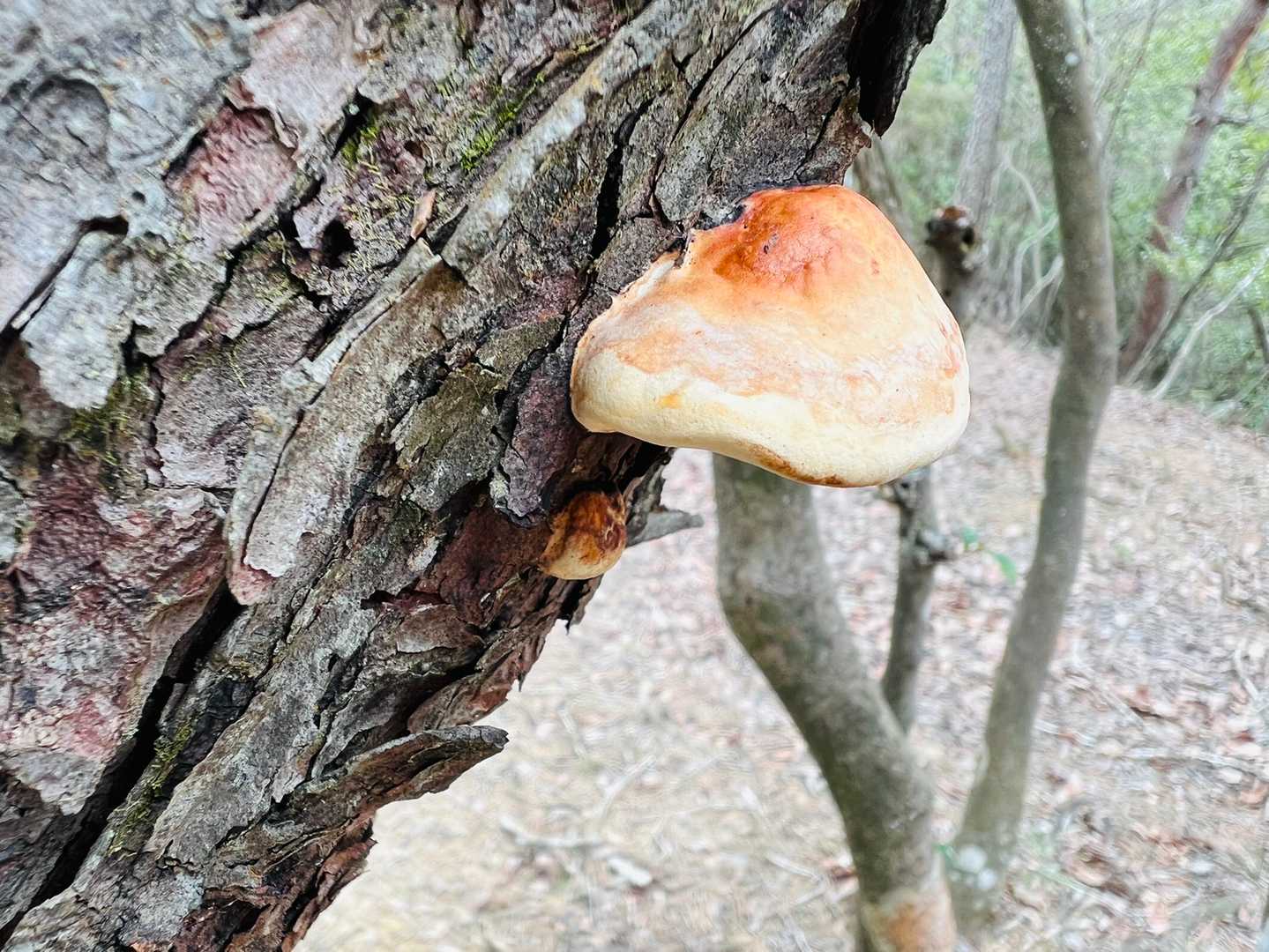赤ちゃん🍄守っとるんやね☺️