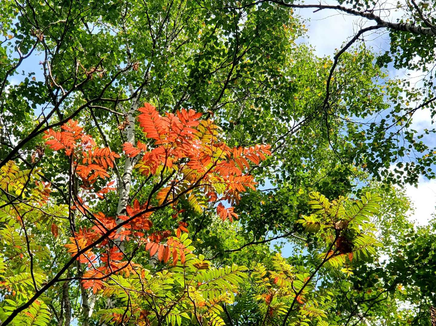 ８月後半。
まだまだ暑い日が続きますが、お山はもう秋の気配🍁
ナナカマドが色づいていました。