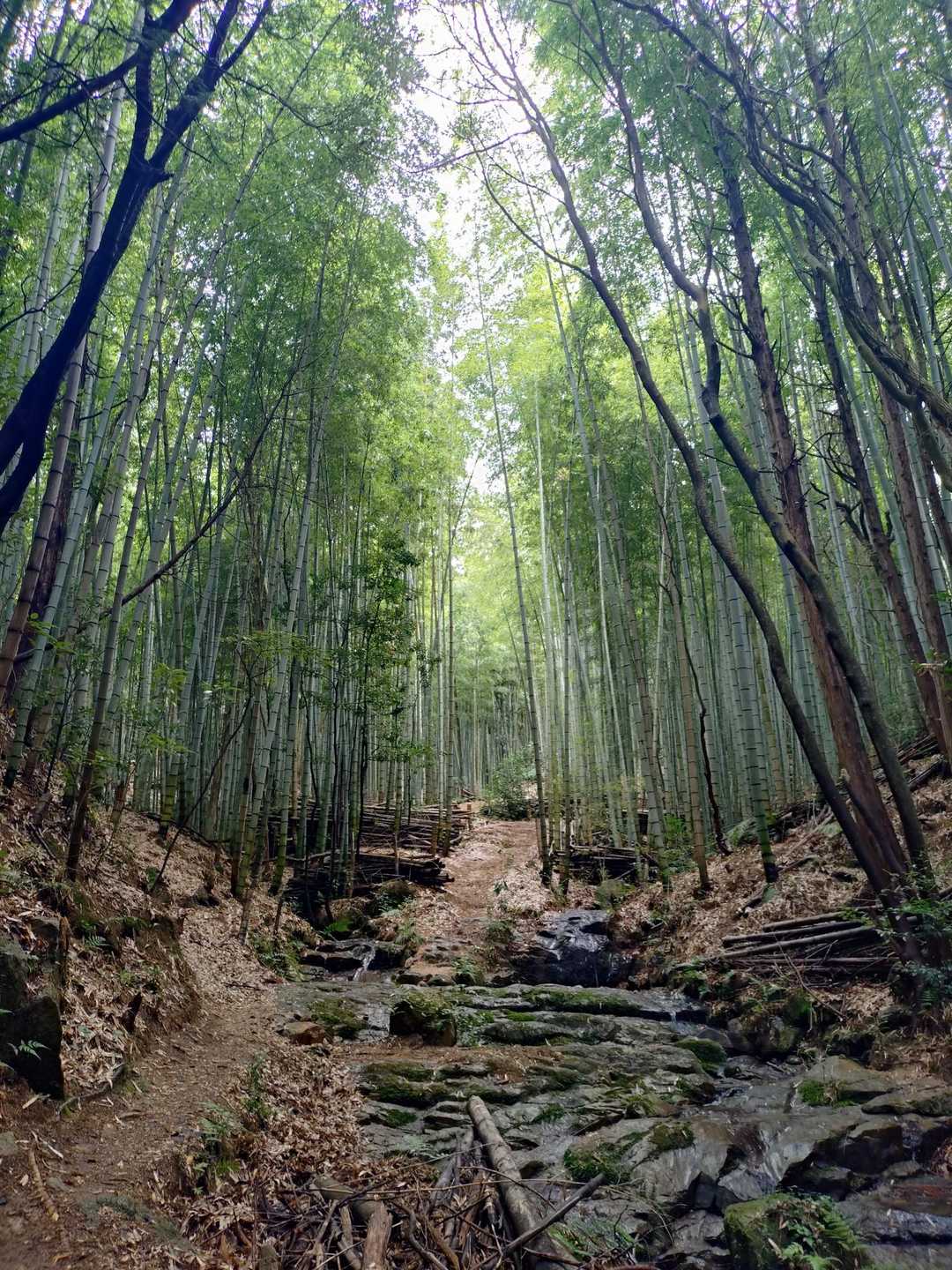 美しい竹林