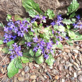 こんな所にも頑張って咲く花は？キランソウらしい。
フオローさんの画像で花名を特定・・・ありがとう