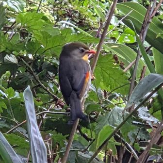 ソウシチョウ🐦
可愛いけど外来種。
ヒマラヤや中国南部が生息地だけど、日本ではペットとして持ち込まれたものが野生化して繁殖したもの。
