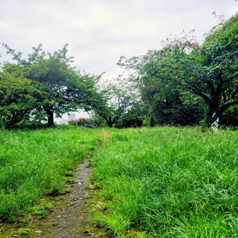 予定より少し足を伸ばし、産業能率大学近くの西郷山公園へ。

ここで思わぬピークハント⛰️😎

新宿と渋谷という東京のホットポイントにありながら、明治神宮や代々木公園もあり、歩いてみると意外なほど緑が多い。

「東京＝コンクリートジャングル」

そんな先入観が、少し変わった朝でした(*^^*)