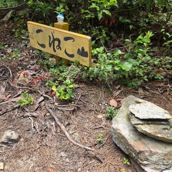 猫山はパスして、