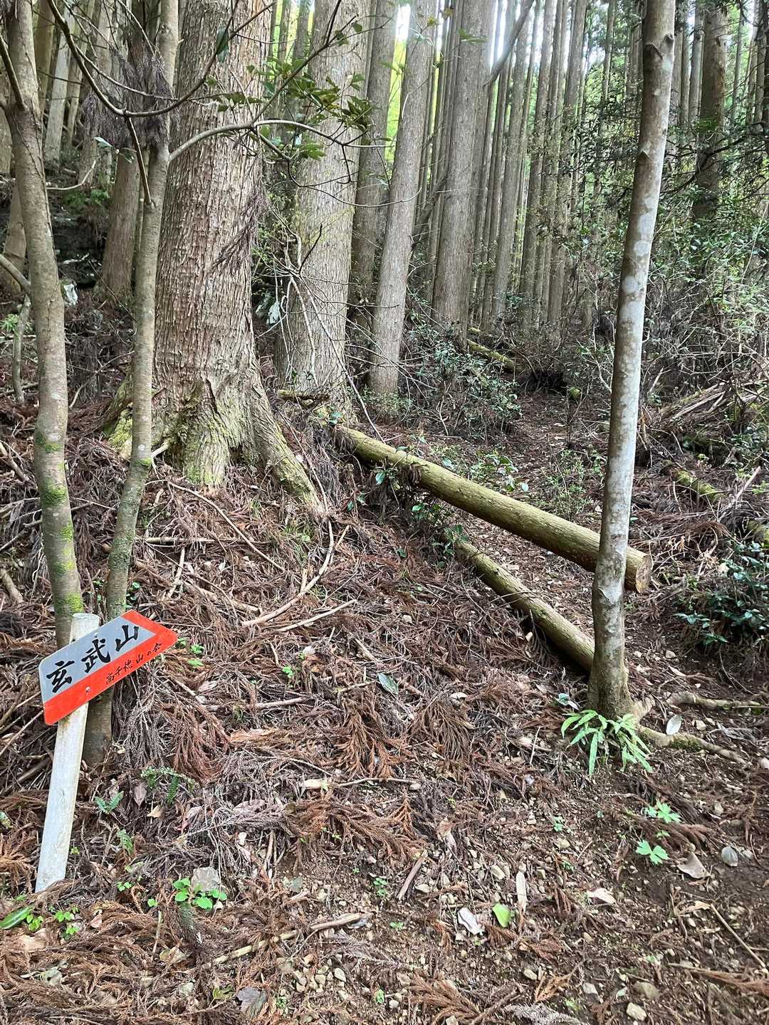 登山道は歩きやすく整備されています