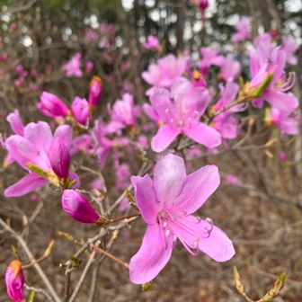わお！コバノミツバツツジですかね！