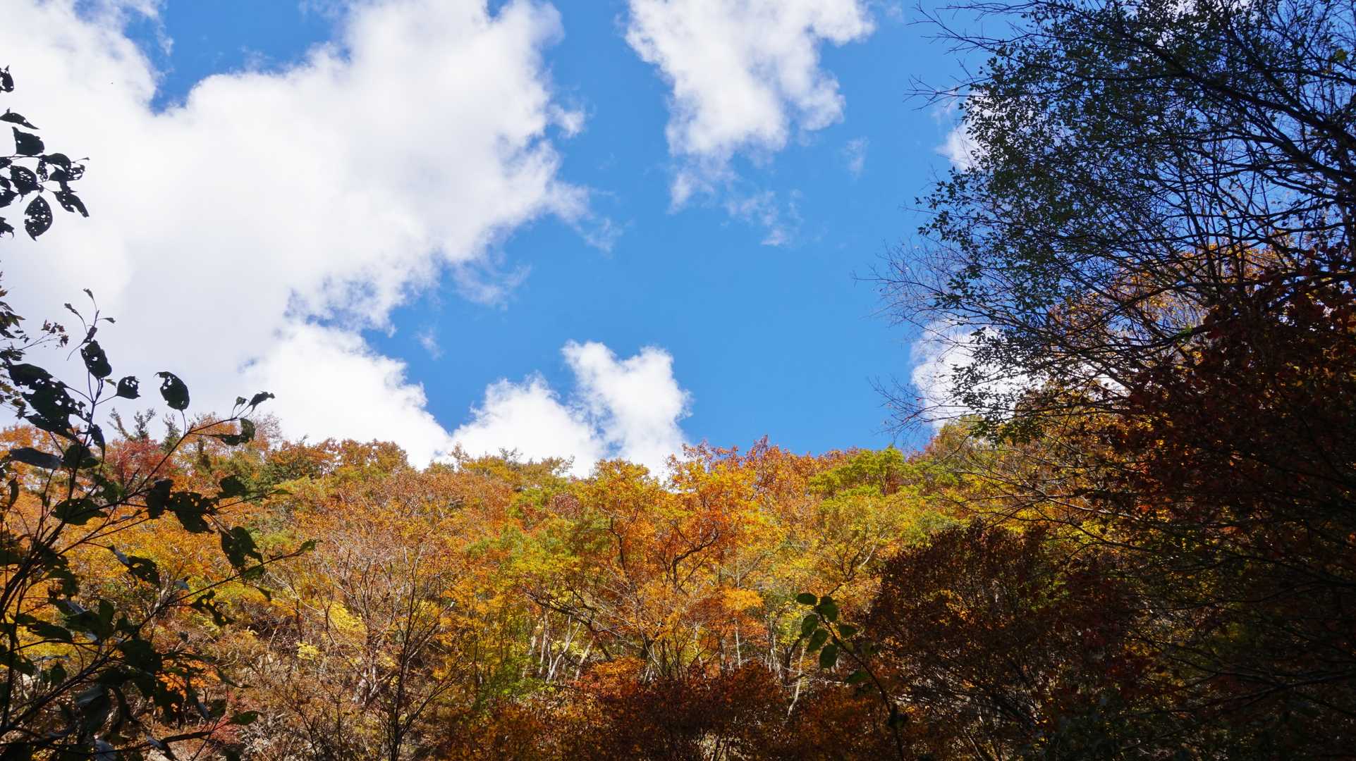 やっぱり紅葉と青空は素敵です。
