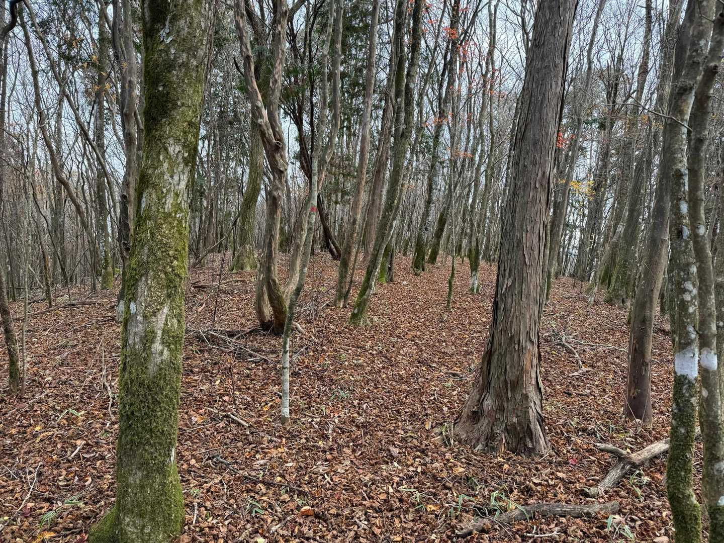 山頂近く