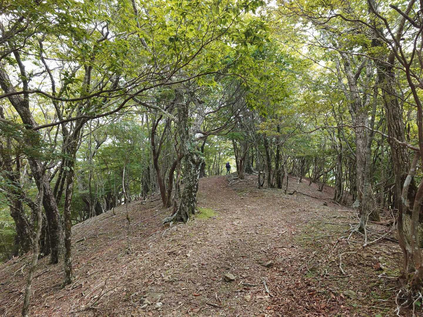 口千丈岳登山口-口千丈山-焼山ノ太尾ノ頭 往復コースの写真