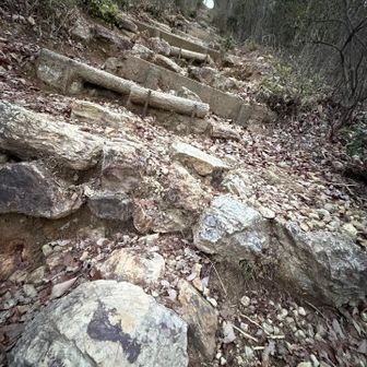 ダイナソーステップ🦕