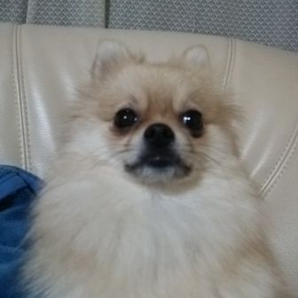 ミックのオヤジ