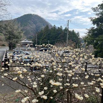 駐車場🅿️にも🌼