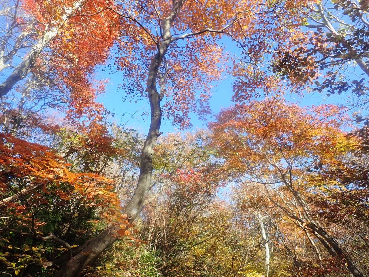 少し葉っぱ落ちたおかげで、ふかふか。これくらいが一番好き。