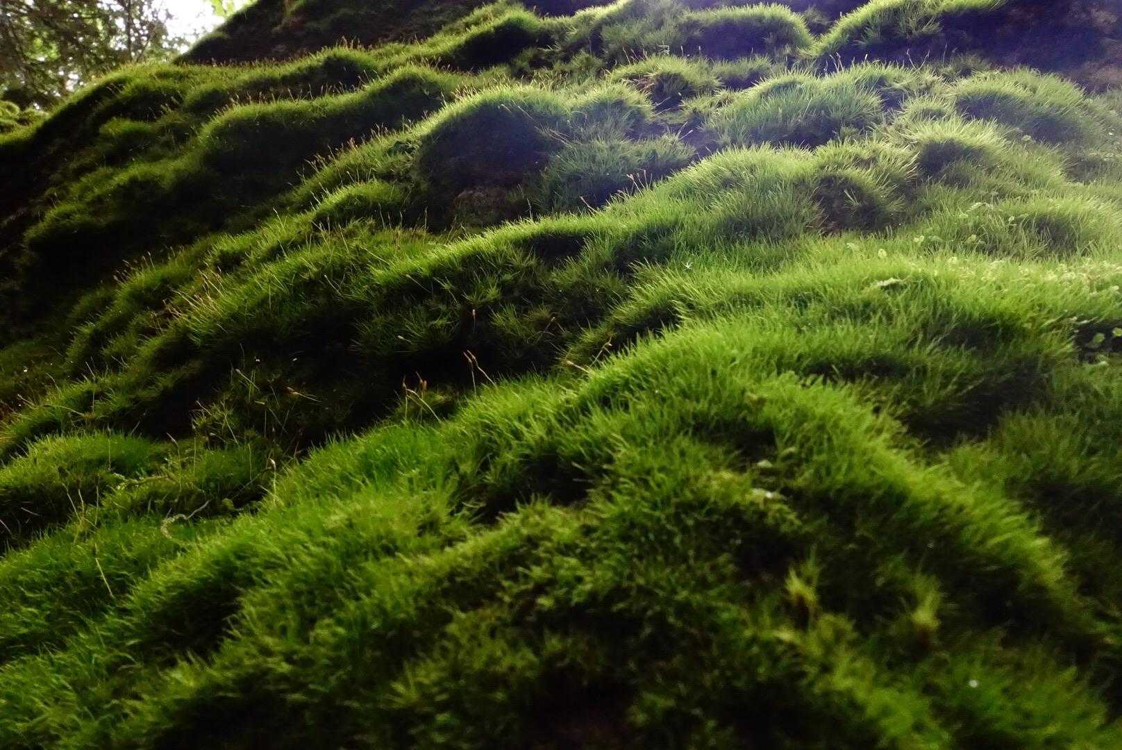 しっとりベルベットのよう🌱🌱🌱