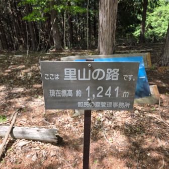 栂ノ尾山頂標識･･･が無いので近くの標高標識で代用