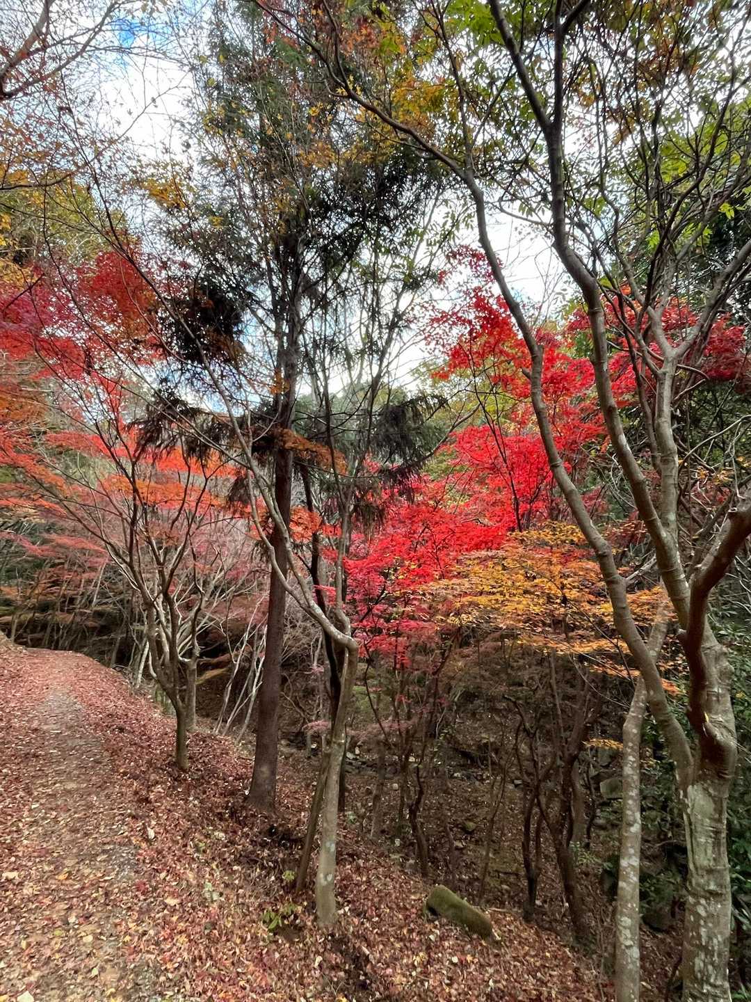 龍王山 往復コースの写真