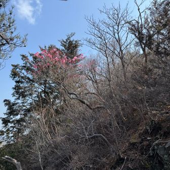 アカヤシオが点々と