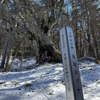 天然記念物、丸尾のブナ
樹齢推定600年らしい