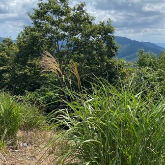 ススキ
赤とんぼもクマバチも沢山飛んでた
