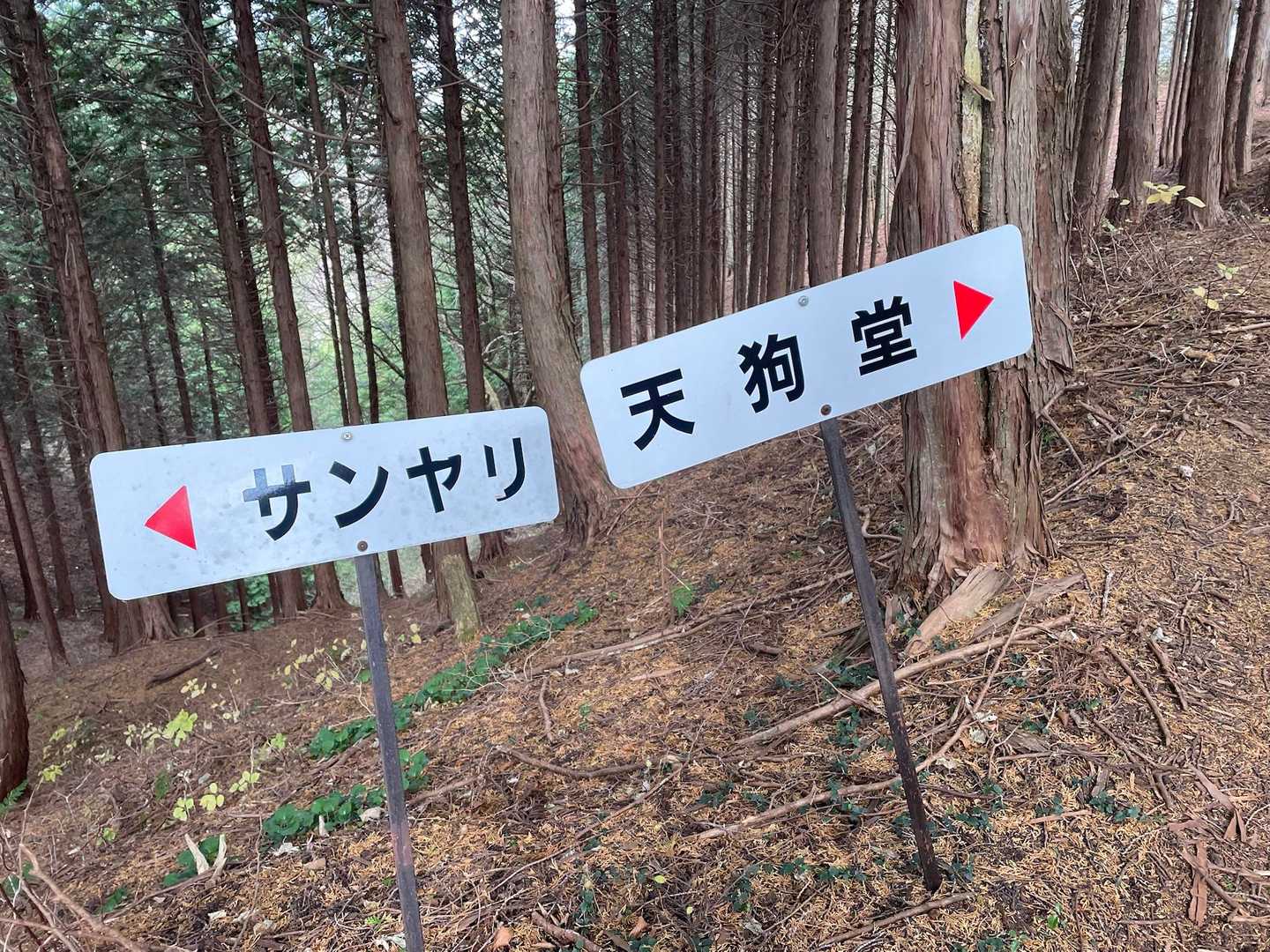天狗党からサンヤリまでの道は
最初岩があったり途中シャクナゲの間を
通ったり
この辺りからしばらくご褒美ロード