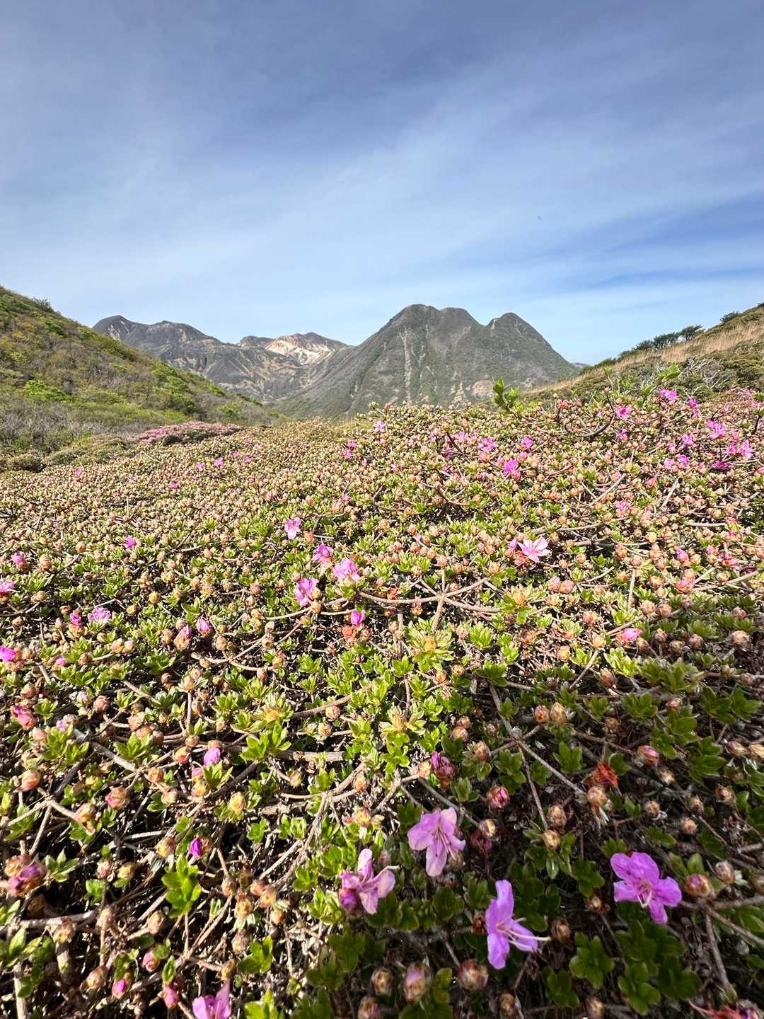 2026 🌸ミヤマキリシマ蕾観察❗️平治岳♪🌸 / 八女夫婦の登山データ