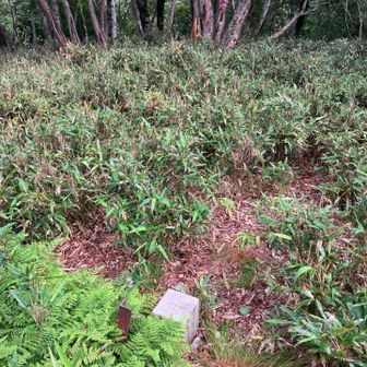 藪を抜けて山頂、山頂プレートは無く三角点のみ
藪の中なので当然、展望無し