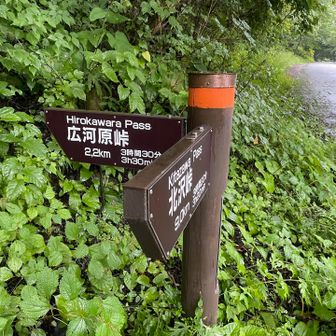北岳への分岐で「え、ここだよね？」「ここ入るよね」なんて会話を背後に聞きながら、ひたすらロードを歩き続けます。
こちらから登山道へ🐾