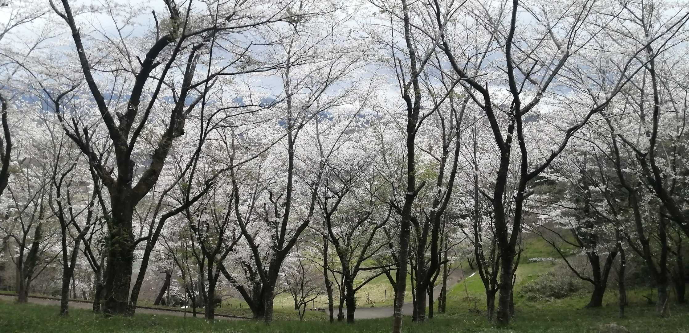 弘法山-吾妻山コースの写真