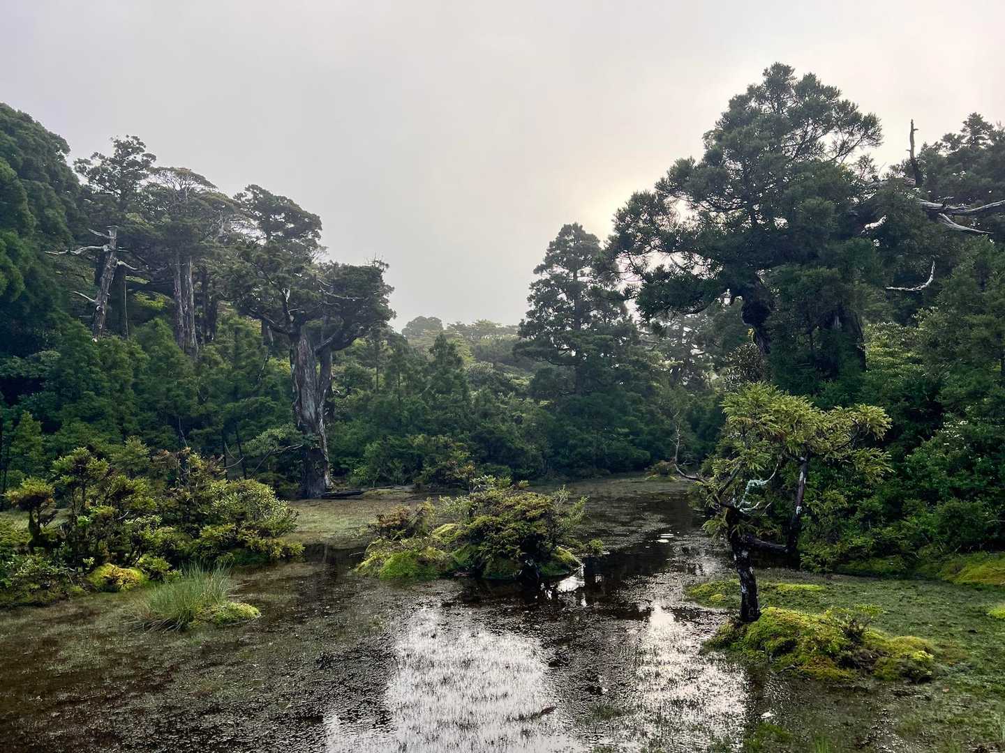 湿原