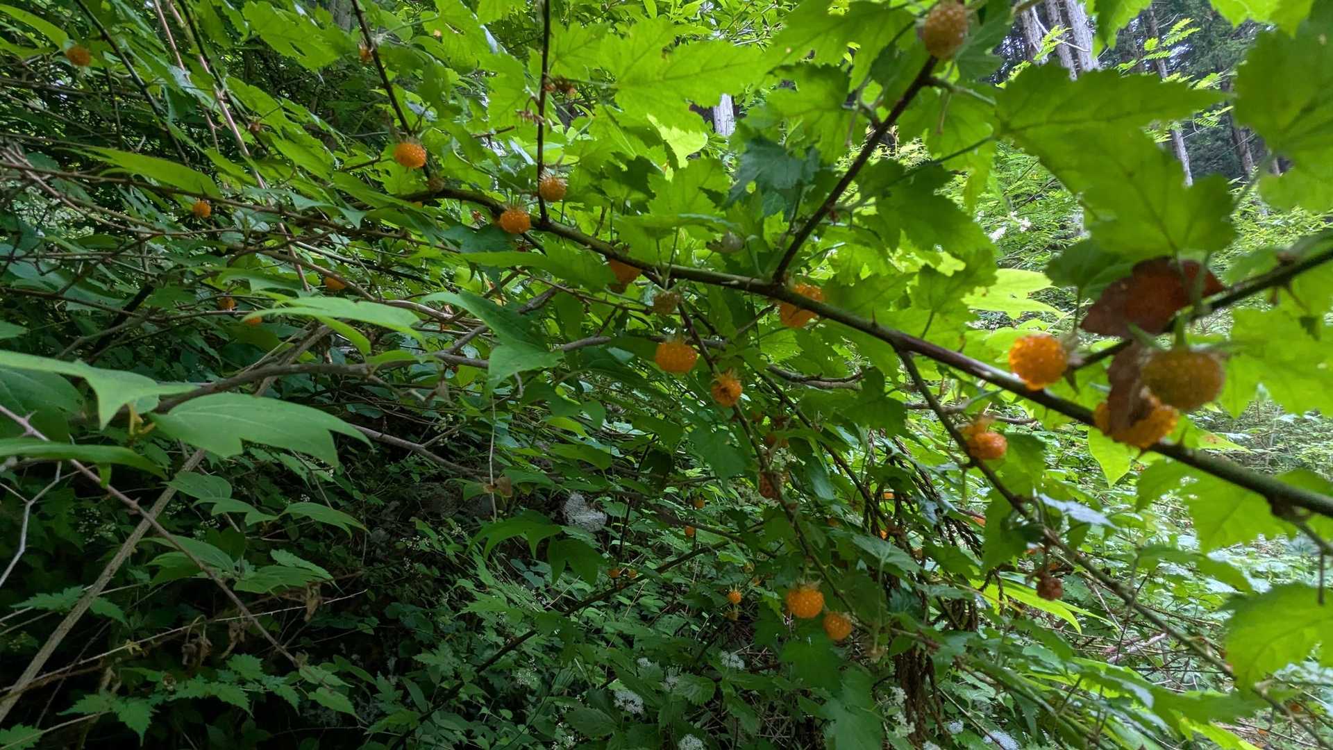 モミジイチゴがたくさんなってます。
ほんのり甘さを感じます