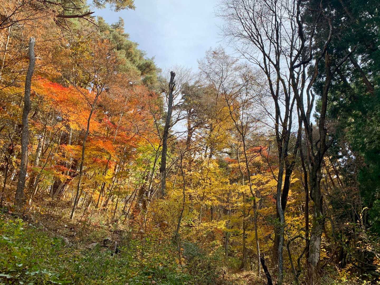 真っ盛り🍁🍁🍁