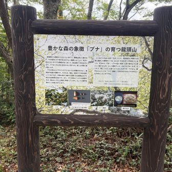 この辺は、ブナ林が沢山あります。
中国山地では、よく見かけますが、ここでは、珍しいなと思っていたら、この説明の看板🪧がありました。
ブナの古い名前は、ソバと言うんだって。ブナの実は、ソバの実に似ているそうです。
高い木なので、花も実も見た事がないので、今度からは、注意して観察してみます。