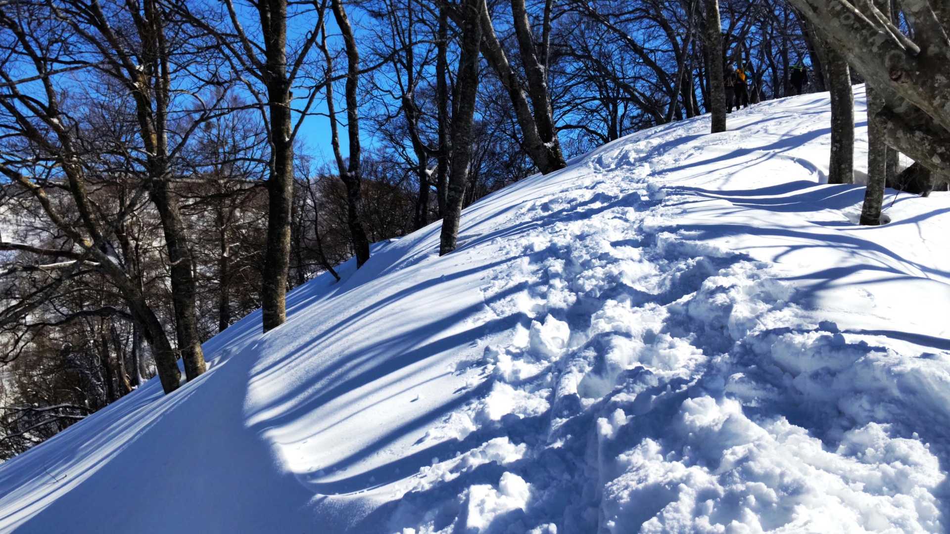 杉林を抜けるとどんぐりの木、そしてお待ちかねブナ林🌳