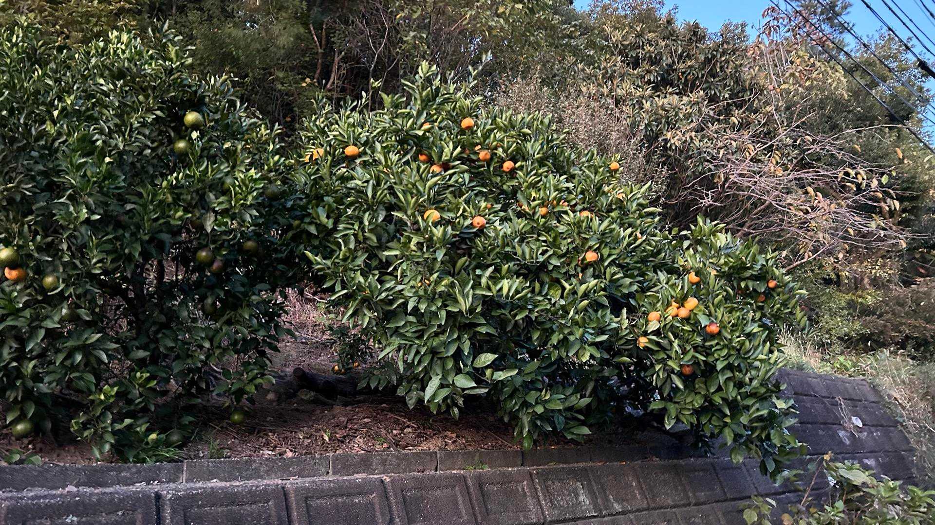 みかん🍊の木🌲