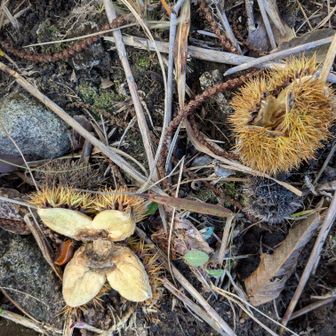 小さな栗🌰のイガだけ残ってました〜