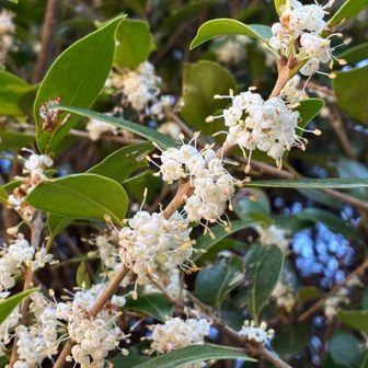 AIによるとヒイラギモクセイ
葉っぱがギザギザじゃないから年数の経ったヒイラギかな？
かわいいなぁ🥰清々しい匂いがしました