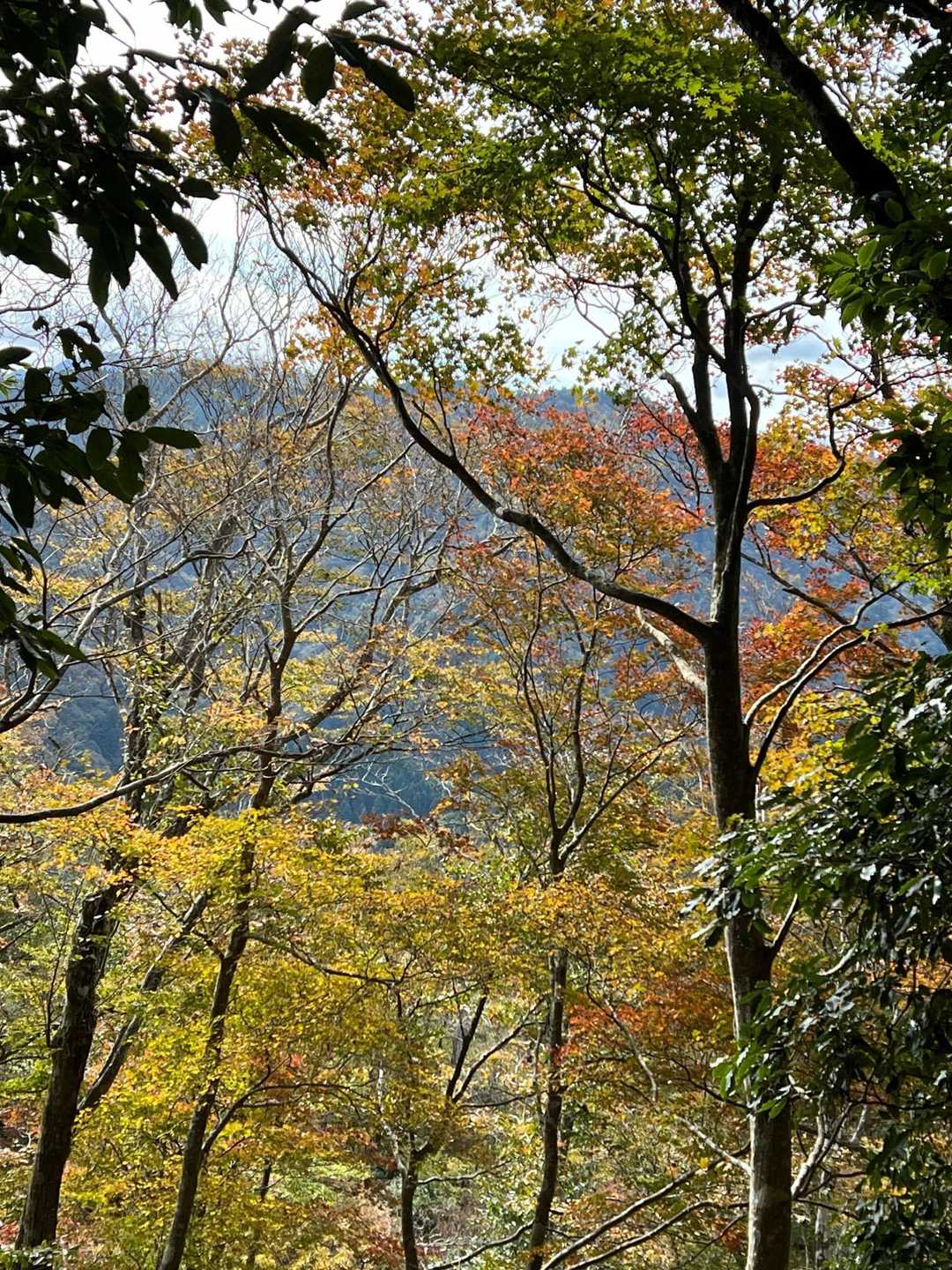 まだ紅葉🍁あり