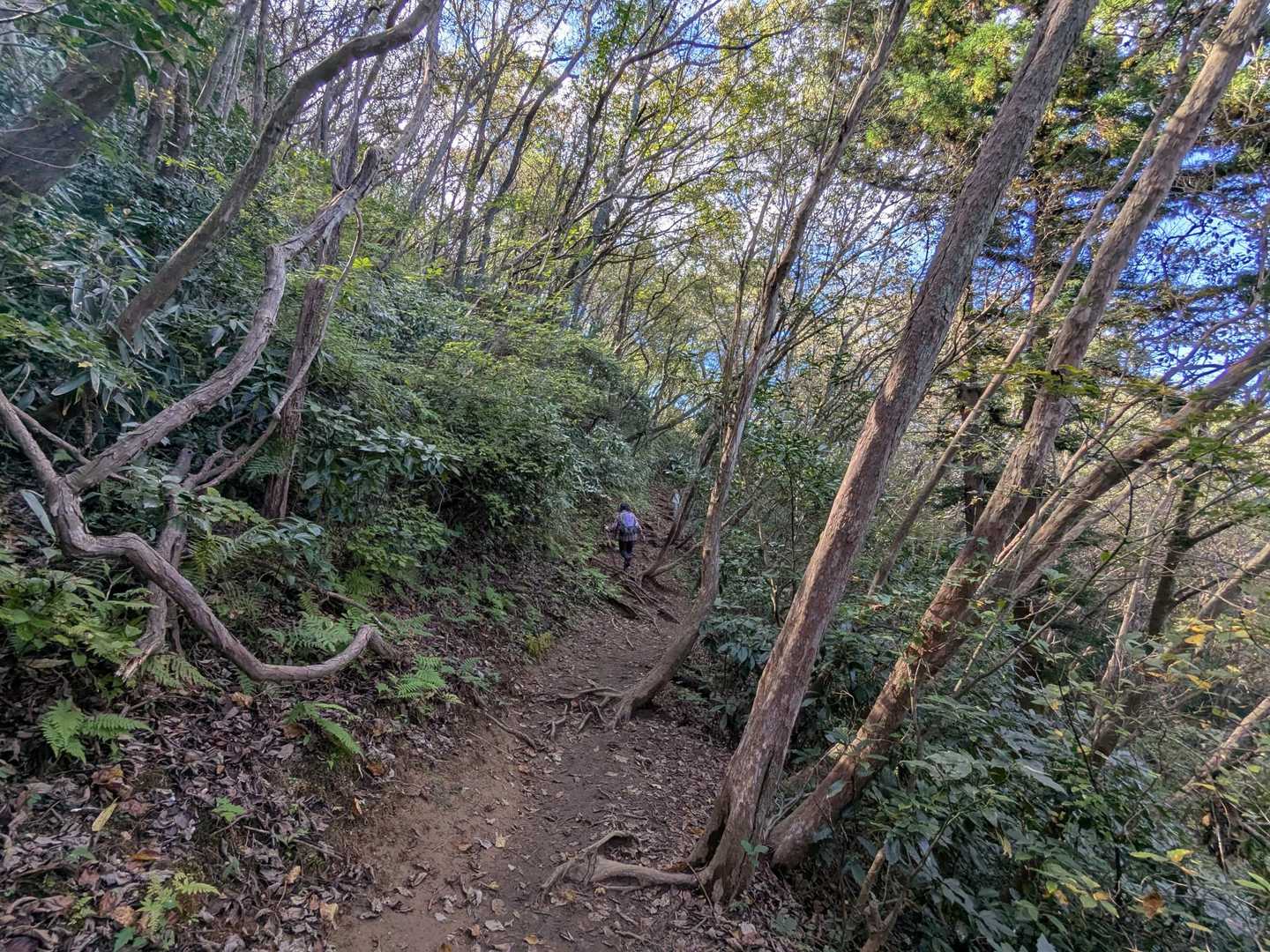 雑木林の中を下山してます😊