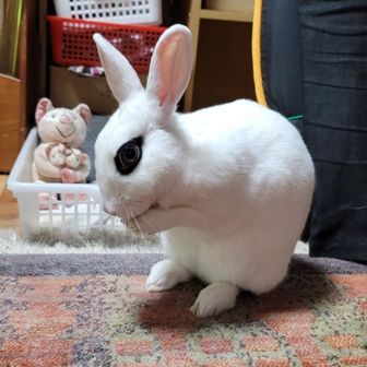 🐐🐐👴アミちゃん🧏‍♀️🐕️🐇
