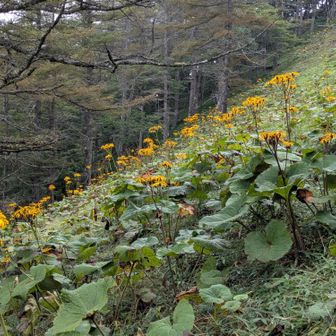 マルバダケブキ群生